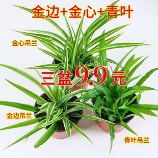 ��߅���ĵ��mֲ���҃Ⱥ��B��������������ȩ�����՚�ˮ��ˮ�B�Gֲ