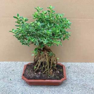 Bonsai June Snow Green Plant Old Stump with Golden Edges, June Snow Root-Raising Cliff Stump for Indoor and Outdoor Balcony, Easy to Maintain and Grow