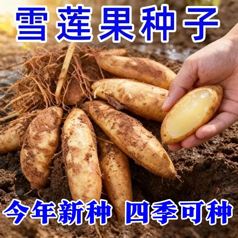 Yacon seeds, four-season vegetable planting, balcony, courtyard vegetable garden, field potted plants, ground planting, seedling sowing [about 50