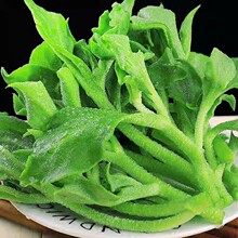 新鲜冰草现摘冰菜非洲花冰叶火锅即食生吃沙拉菜凉拌蔬菜多规格