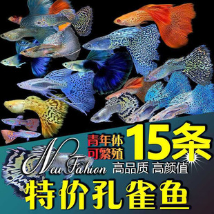 ��ȸ�~���＃�N�^�p�~�����~��ˮС���~�Ꭷ�~����w���B�ͻ���~
