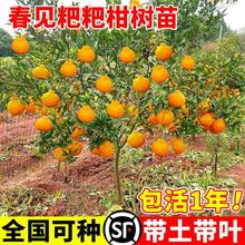 ��Ҋ��ҰҸ̘���޽ӹ���������Ә��紺Ҋ���θ̘��紺Ҋ����