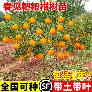 ��Ҋ��ҰҸ̘���޽ӹ���������Ә��紺Ҋ���θ̘��紺Ҋ����