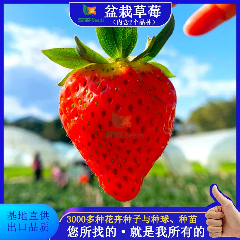 源头工厂盆栽草莓种子 四季通用 新鲜 红果白果奶油 草莓种子批发