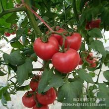 番茄种子红果大西红柿阳台春季秋季蔬菜瓜果种子芳香香草植物种子