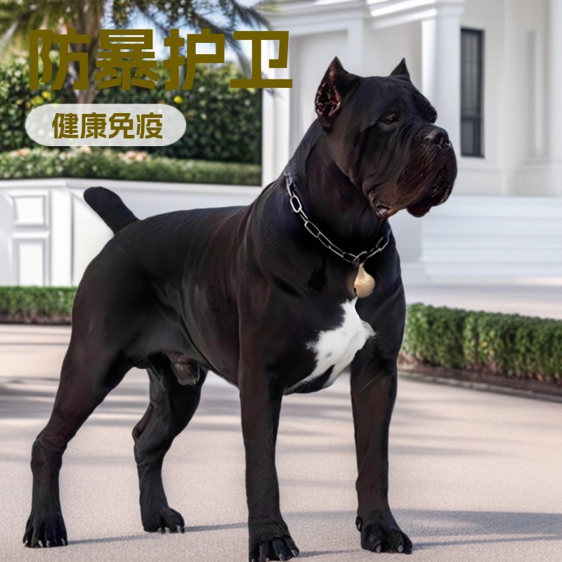 Purebred Cane Corso Guard Dog Live Animal Large Anti-Explosion Dog Working Dog Pet Puppy Wholesale