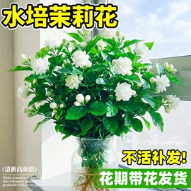 盆栽;园林果树;灌木