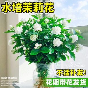 ˮ�����򻨎������r�л���ϻ���ֱ�l���ò廨�҃ȾGֲ���ļ��_��