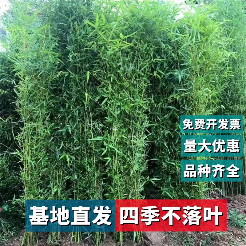 竹子苗庭院植物紫竹金镶玉罗汉竹北方耐寒四季常青大型地栽青竹苗