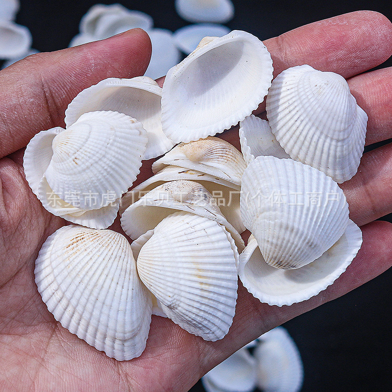 Concha Daquan natural con cera de pescado, materiales decorativos mediterráneos DIY al por mayor