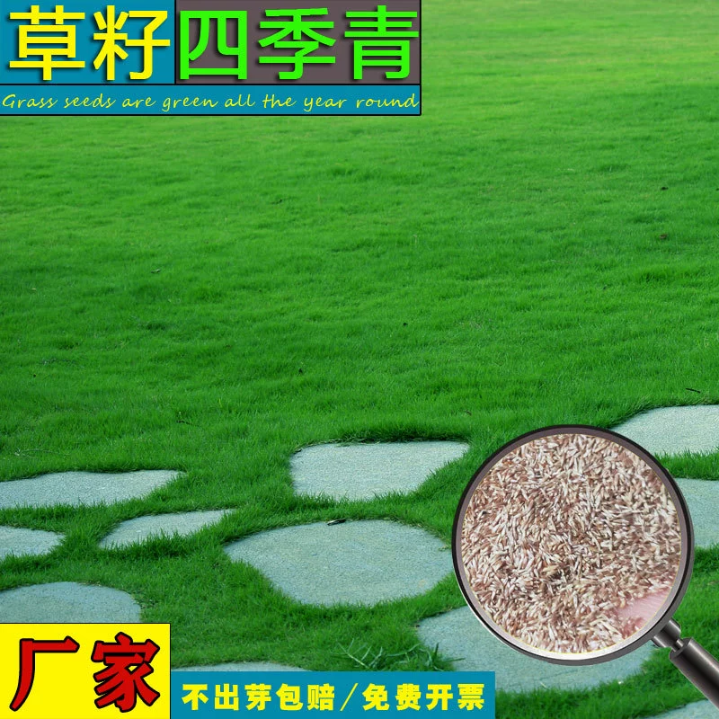 Дерновина видов семян травы ryegrass Четыре сезона зеленая трава Смешанная посев трава высокий овсев смешанный посев травы засаживать травы Семена Травы