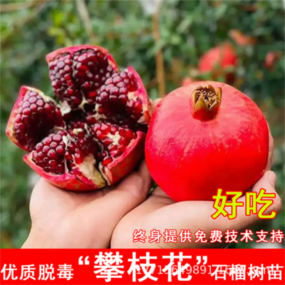 Очень большая рассада сладкого гранатового дерева Красный Руи Мягкие семена Гранат Рассада в горшке Сад-посадка Морозостойкая и морозостойкая рассада фруктовых деревьев