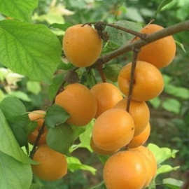 杏树种子山杏种子野生杏核种子北梅归勒斯杏花杏核种子果树种籽