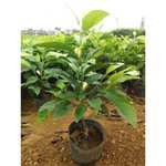 白兰花盆栽浓香室内大型绿植阳台嫁接办公室四季常青白玉兰花树苗