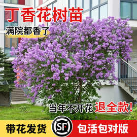 紫丁香花树苗盆栽庭院别墅地栽欧洲花卉室外绿植耐寒易活四季开花