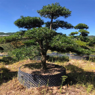 ���������������� �Ϸ����� �����辰 �����辰 �����_�h�b�����