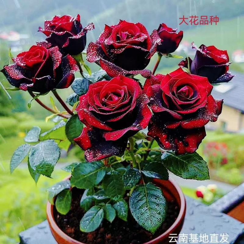云南昆明特色玫瑰花苗浓香大花四季栽庭院月季老桩跨境一件起批