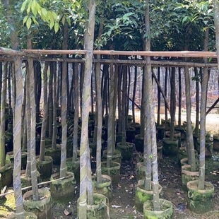 ������3-4-5���ִ����������е����ľ�����G��������ľ����