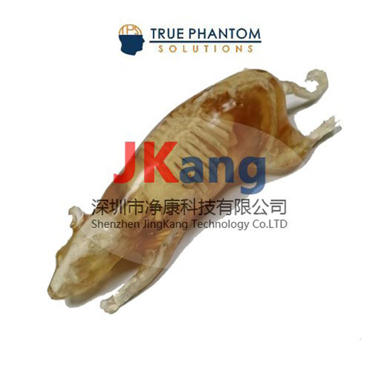 WEKRT-A01大鼠体模,适用于X射线/超声/ MRI成像,老鼠模体