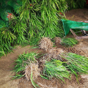 It Is Easy to Plant Ophiopogon Japonicus Seedlings. It Is a Garden Greening and Ornamental Ophiopogon Japonicus. It Is Evergreen and Easy to Manage as a Ground Cover Plant in All Seasons