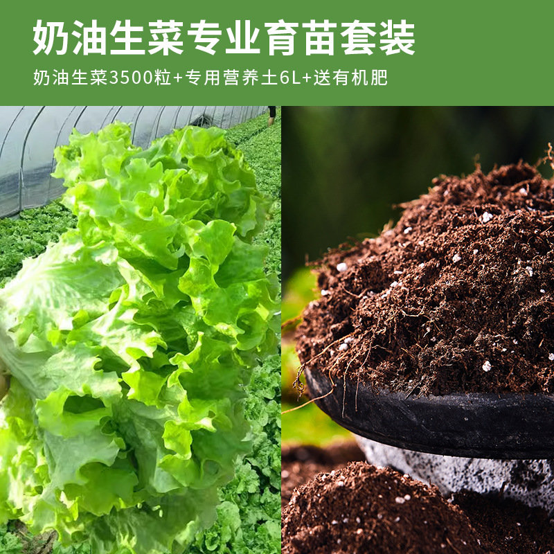 Siembra de lechuga de cuatro estaciones, semillas de lechuga de primavera y verano, semillas de lechuga de crema orgánica, semillas de lechuga de balcón