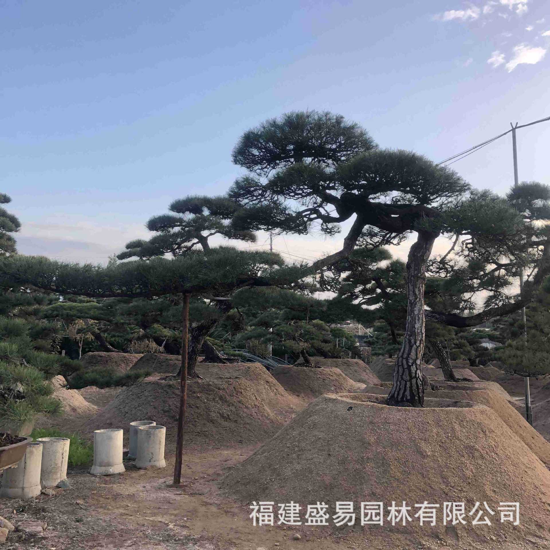 双杆黑松造型图,双直杆盆景怎样造型,大黑松造型技巧原则(第14页)_大山谷图库