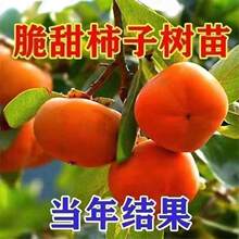 �o�˱������Ә��箔��Y���o�Ѵ�Ƥ����������ϱ����Nֲ��������