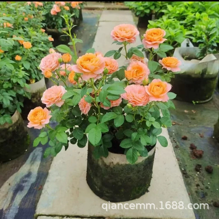 Европейская Китайская Роза Рассада Фруктовый Сок в горшке Балкон Вырезать Роза Рассада Двор Крытый Четыре Сезонных Цветущий Миниатюрный Кустарник