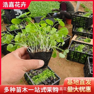Zhuge Cai Nutrition Cup Seedling Flower Sea Landscaping Project Qingzhou Perennial Flower February Orchid Seed Seedling Potted Plant