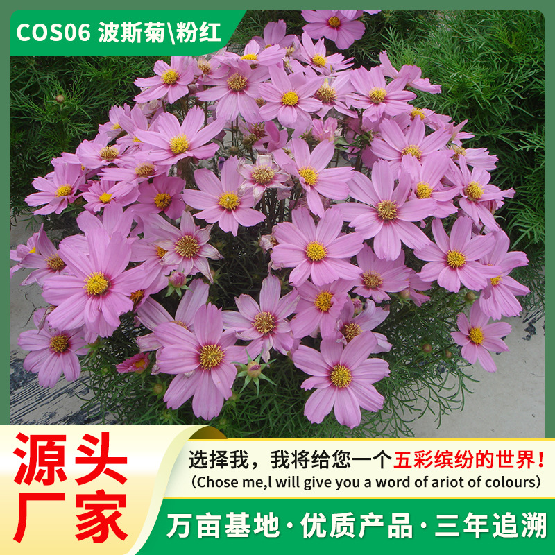 源头厂家波斯菊种孑粉色格桑花四季播种庭院开花室内外盆栽花籽子