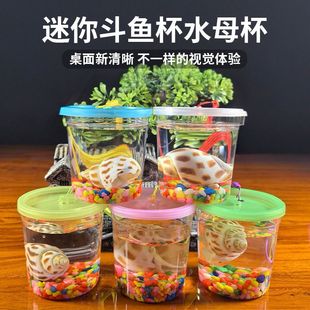 Stall wholesale fighting fish bottle net red mini fish tank bottle insect ornamental box jellyfish cup small fish box night market supply