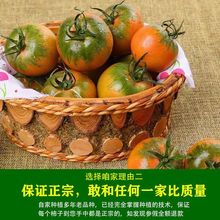 莓柿子铁皮盘锦盐碱地番茄自然成熟丹东碱地绿腚鹰爪新鲜西红柿