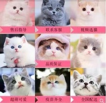 【罗猫】_罗猫品牌/图片/价格_罗猫批发_阿里巴巴