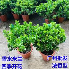 米兰盆栽植物阳台好养四季开花香水米兰浓香型耐寒盆栽兰花花卉