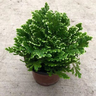 �����ֽо���߀���,ʯ��,�Ұز�,�SƤ�����҃����ԾGֲ���B�׻�