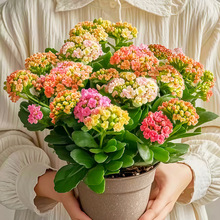 �L�ۻ������ذ�󻨎������҃����滨�ܾGֲ�����ļ����B�_��ֲ��