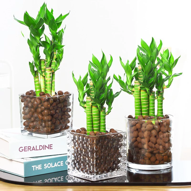 Лотос бамбук Wenchang бамбук хорошее выращивание зеленое растение в горшке Комнатные цветы Гидропонные растения Fugui Guanyin бамбуковых семян водное выращивание с корнями