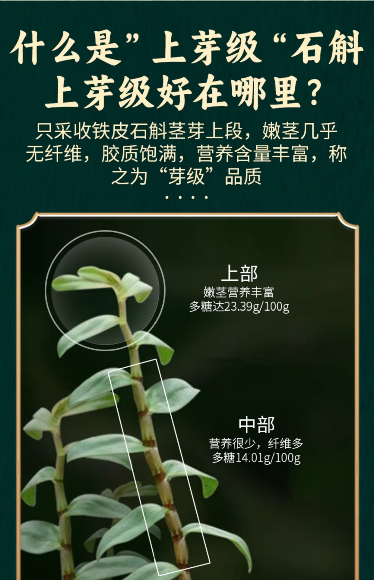 Tie Pi Shi Hu Dendrobium Powder 100g Huoshan Wild-Simulated 5-Year Traditional Culinary Use quality and texture