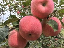 崨СO4ö90aֱlrˮɿ