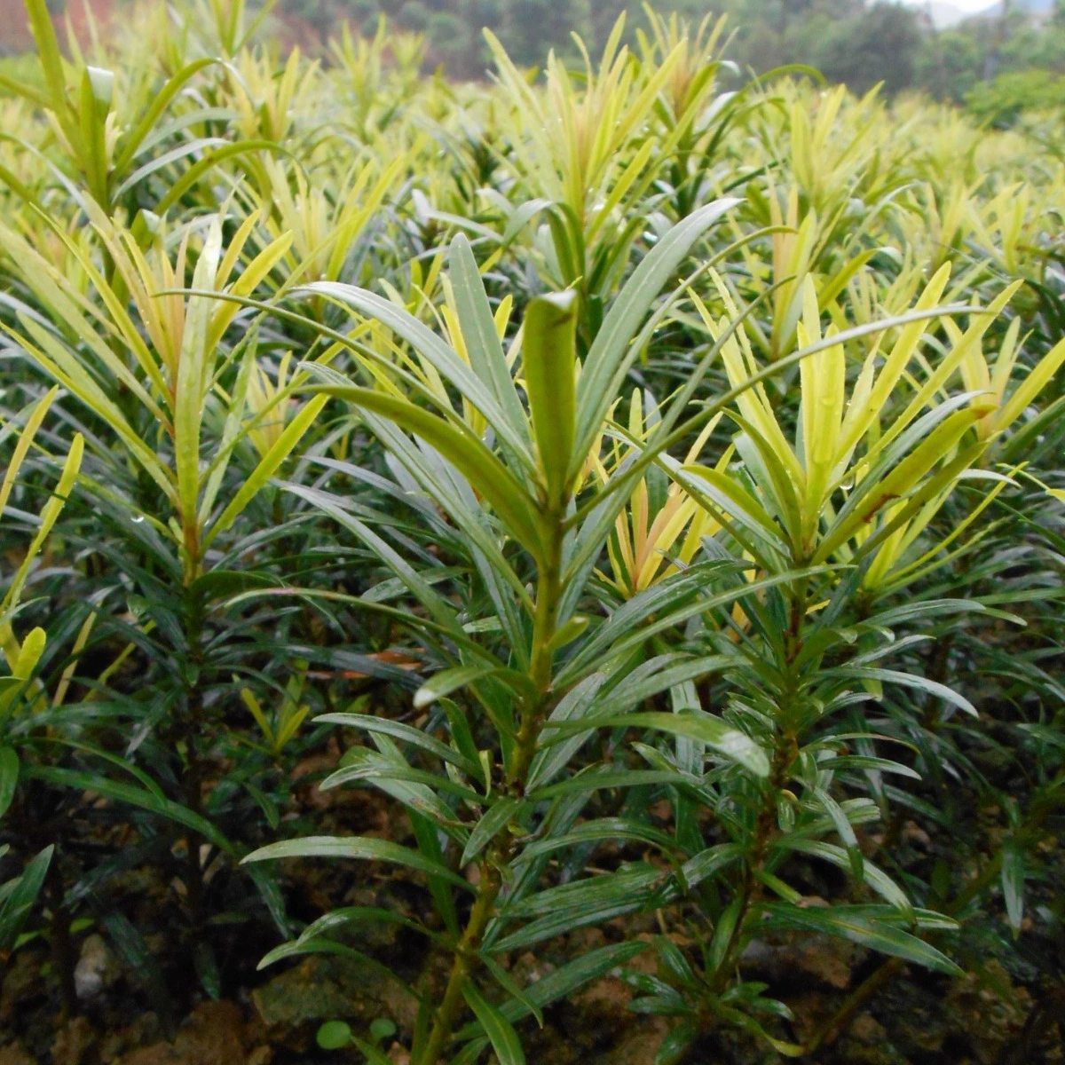 Оптовые рассада Podocarpus Hunan Zhongye Podocarpus высотой 30- 150cm штук продаются большими партиями