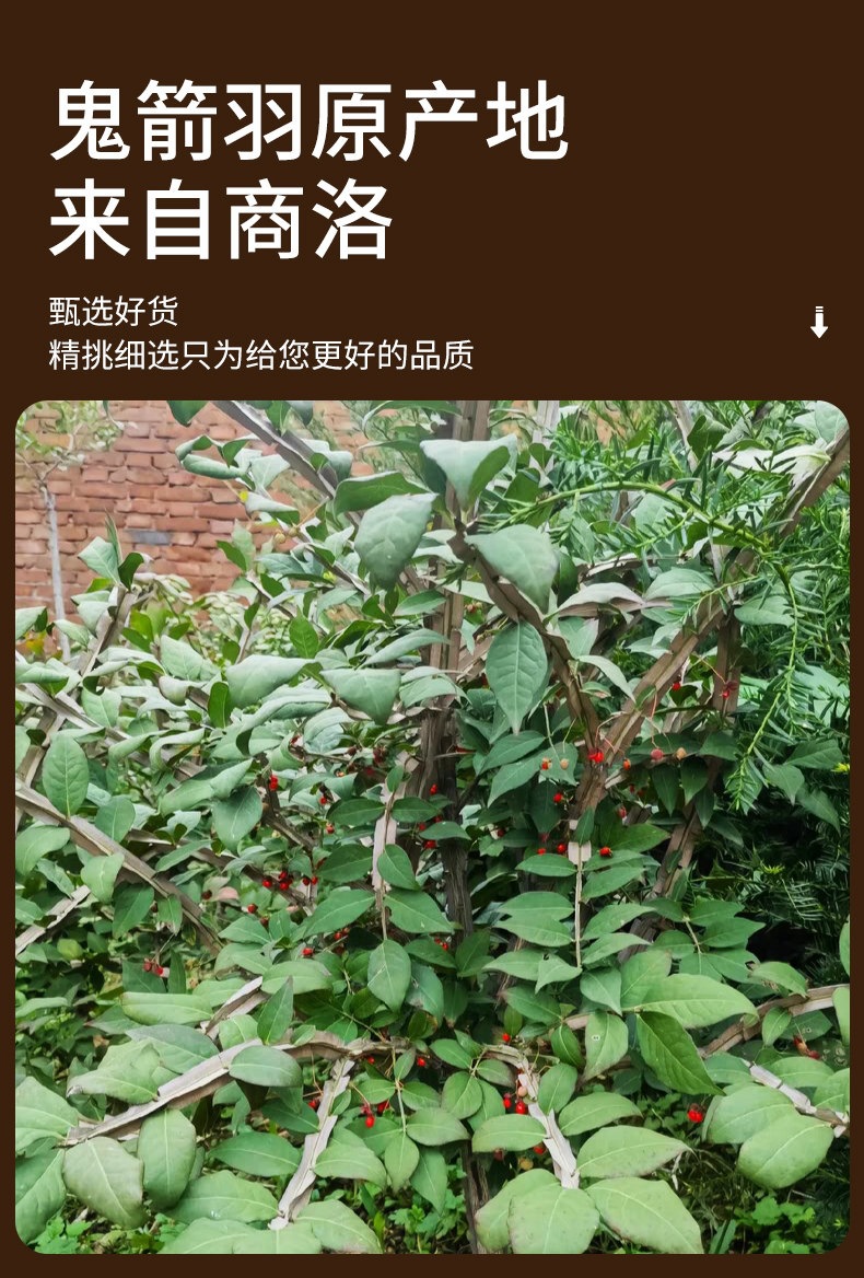 Gui Jian Yu Dried Euonymus Branches 500g Wild Qinling Harvest 2024 Sulfur-Free TCM Herb key features