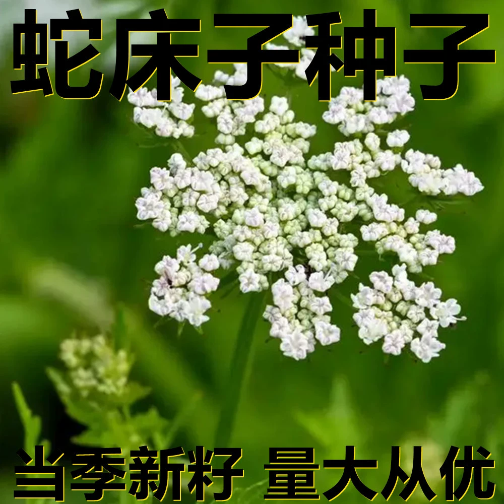 Семена Cnidium monnieri 250-500 г в мешках оптом, прямые поставки с места происхождения, сезонные новые семена, семена садовых растений