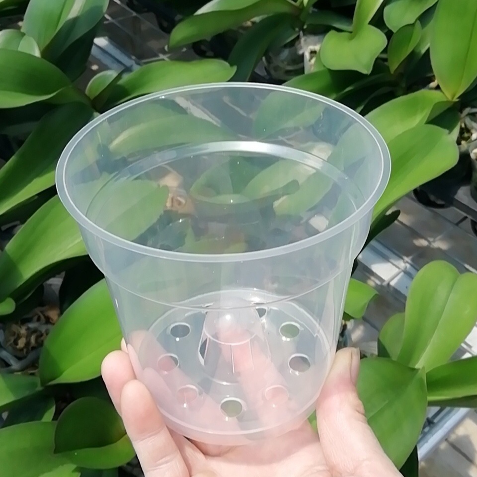 蝴蝶兰花石斛海芋专用透明塑料花盆有孔育苗大口径扦插观根硬杯