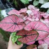 [Direct supply of the base] Observation plant small potted room indoor plant flowers 90#watermelon red color leaf taro