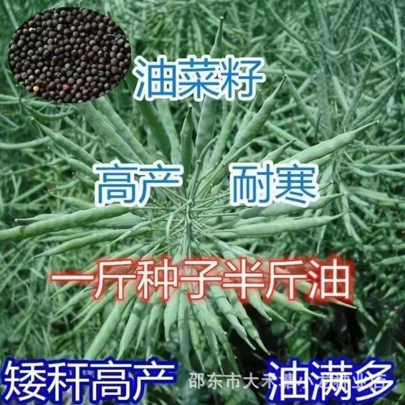 油菜种子双油十号甘蓝型双低黑油菜籽原装正品中熟抗倒伏新品种