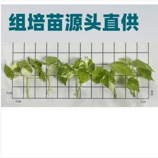 ���~�S��HibiscusTiliaceus�M��TC�����ֲ��V�|���lϵ