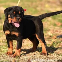 纯种罗威纳幼犬活体赛级双血统罗威纳犬德系护卫犬罗威纳宠物狗狗