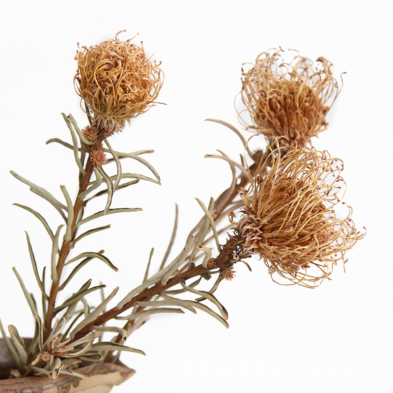 Rhapsody's New Product [Single Needle Pin Cushion] Natural Dried Flowers Simple Home Decoration Floral Arrangement Ornament