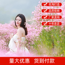 MǷNױļN׻̨҃Ի^ֲﻨ^