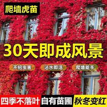 爬山虎苗植物盆栽攀援爬墙虎爬藤大苗七彩遮阳庭院耐寒四季